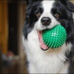 「か」で始まるの犬の名前おススメを紹介!音の響きが明るいのが特徴
