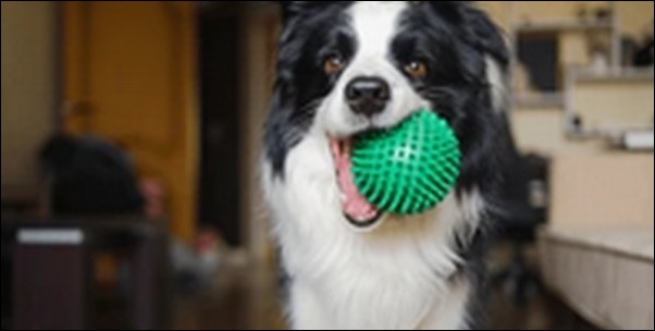 「か」で始まるの犬の名前おススメを紹介！音の響きが明るいのが特徴