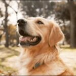 「け」で始まる犬の名前おススメを紹介!人とかぶりにくく個性で勝負
