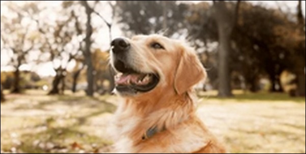 「け」で始まる犬の名前おススメを紹介！人とかぶりにくく個性で勝負