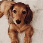 「き」で始まる犬の名前おススメを紹介!音の響きに柔らかさやが特徴