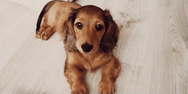 「き」で始まる犬の名前おススメを紹介！音の響きに柔らかさやが特徴