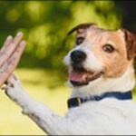 「こ」で始まる犬の名前おススメを紹介!柔らかい響きが特徴的
