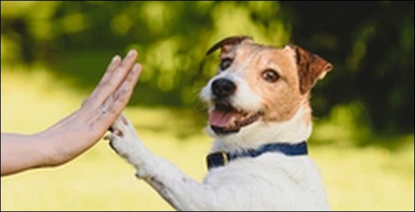 「こ」で始まる犬の名前おススメを紹介！柔らかい響きが特徴的