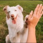 「く」で始まる犬の名前おススメを紹介!個性的な印象を与えます。