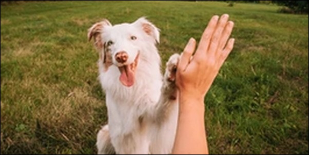 「く」で始まる犬の名前おススメを紹介！個性的な印象を与えます。