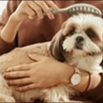 「ま」で始まる犬の名前おススメを紹介！親しみやすい響きが特徴