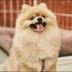 「め」で始まる犬の名前おススメを紹介！名付けの幅がぐっと広がる