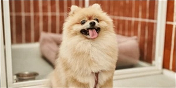 「め」で始まる犬の名前おススメを紹介!名付けの幅がぐっと広がる