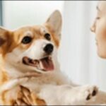 「も」で始まる犬の名前おススメを紹介！意味や響きを比較しよう