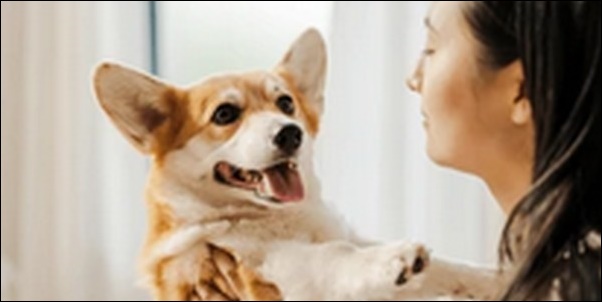 「も」で始まる犬の名前おススメを紹介！意味や響きを比較しよう