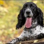 「む」で始まる犬の名前おススメを紹介！珍しいからこそ選ぶ価値あり