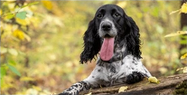 「む」で始まる犬の名前おススメを紹介!珍しいからこそ選ぶ価値あり