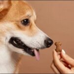 「な」で始まる犬の名前おススメを紹介!信頼関係を築く呼び名が魅力