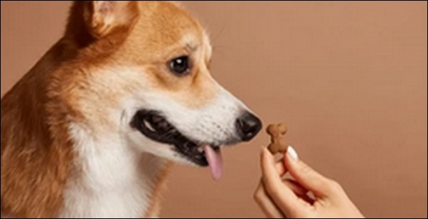 「な」で始まる犬の名前おススメを紹介!信頼関係を築く呼び名が魅力