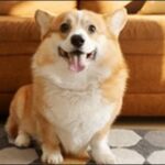 「ね」で始まる犬の名前おススメを紹介！定番に偏らず個性が出せる
