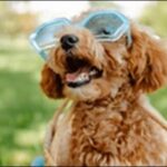「に」で始まる犬の名前おススメを紹介!他と被りにくく個性が際立つ