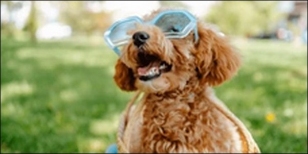 「に」で始まる犬の名前おススメを紹介!他と被りにくく個性が際立つ