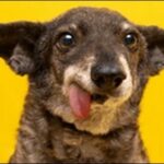 「の」で始まる犬の名前おススメを紹介！親しみやすい雰囲気を演出