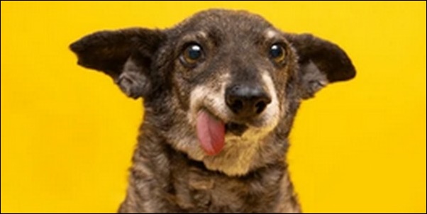 「の」で始まる犬の名前おススメを紹介！親しみやすい雰囲気を演出