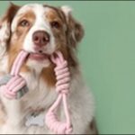 「ぬ」で始まる犬の名前おススメを紹介!個性を重視する飼い主必見