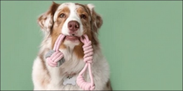 「ぬ」で始まる犬の名前おススメを紹介!個性を重視する飼い主必見