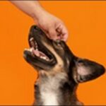 「お」で始まる犬の名前おススメを紹介!愛される名前にしよう。