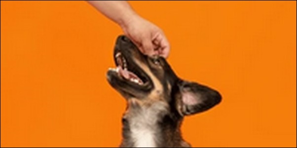 「お」で始まる犬の名前おススメを紹介！愛される名前にしよう。