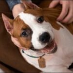 「ら」で始まる犬の名前おススメを紹介！口に出して呼びやすいです。