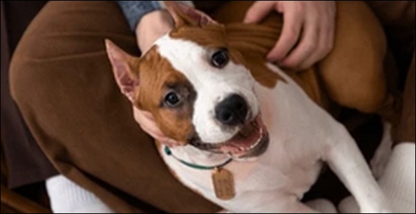 「ら」で始まる犬の名前おススメを紹介!口に出して呼びやすいです。