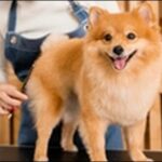 「れ」で始まる犬の名前おススメを紹介！印象に残る名づけが可能