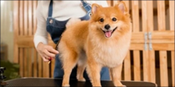 「れ」で始まる犬の名前おススメを紹介！印象に残る名づけが可能