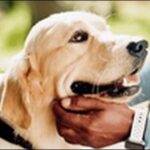 「り」で始まる犬の名前おススメを紹介！感情を込めて呼びやすい！
