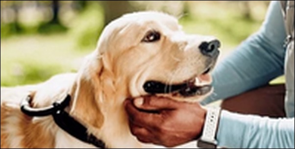 「り」で始まる犬の名前おススメを紹介!感情を込めて呼びやすい!
