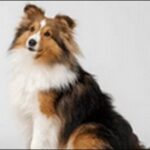 「ろ」で始まる犬の名前おススメを紹介！選択肢の幅が広がります。