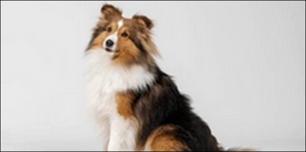 「ろ」で始まる犬の名前おススメを紹介！選択肢の幅が広がります。