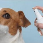 「る」で始まる犬の名前おススメを紹介！特別感を演出しやすいです