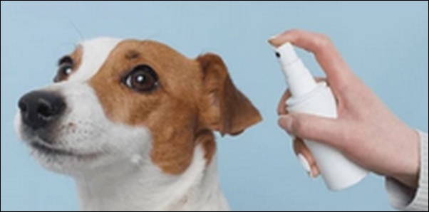 「る」で始まる犬の名前おススメを紹介!特別感を演出しやすいです