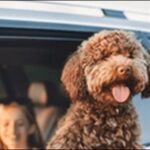 「さ」で始まる犬の名前おススメを紹介!音の響きが柔らかいのが特徴