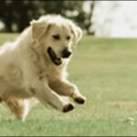 「せ」で始まる犬の名前おススメを紹介!少しレアで印象に残りやすい