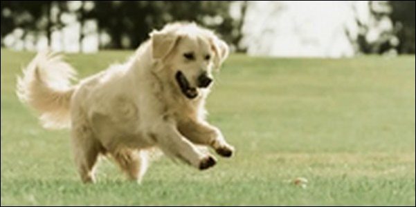 「せ」で始まる犬の名前おススメを紹介!少しレアで印象に残りやすい