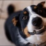 「し」で始まる犬の名前おススメを紹介!響きや印象を客観的に比較可