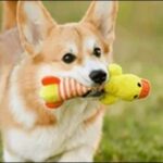 「そ」で始まる犬の名前おススメを紹介!名付けの幅が広がります。
