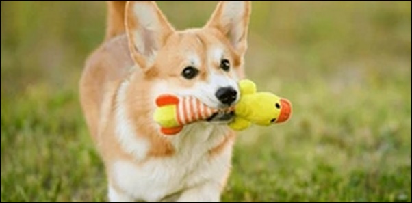 「そ」で始まる犬の名前おススメを紹介!名付けの幅が広がります。