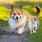 「す」で始まる犬の名前おススメを紹介!名前を選ぶヒントです。