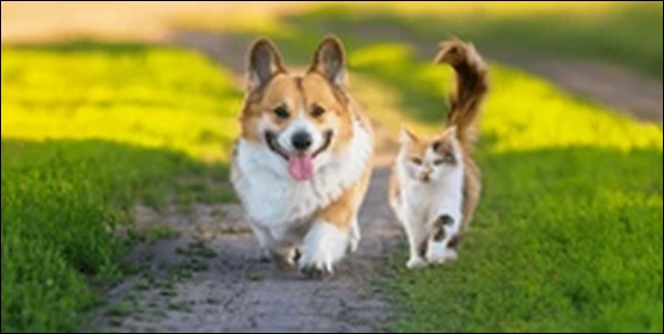「す」で始まる犬の名前おススメを紹介!名前を選ぶヒントです。