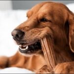「た」で始まる犬の名前おススメを紹介!愛犬にぴったりな名前が鍵