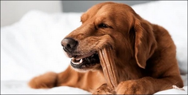 「た」で始まる犬の名前おススメを紹介!愛犬にぴったりな名前が鍵