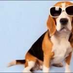 「て」で始まる犬の名前おススメを紹介!ユニークさを強調可能