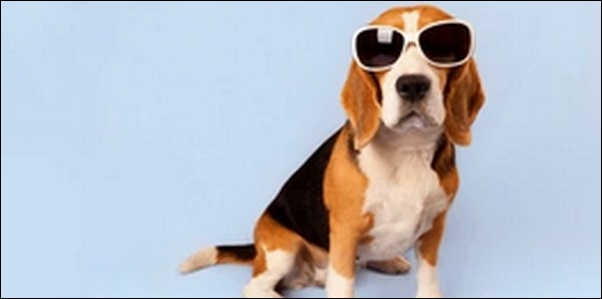 「て」で始まる犬の名前おススメを紹介！ユニークさを強調可能